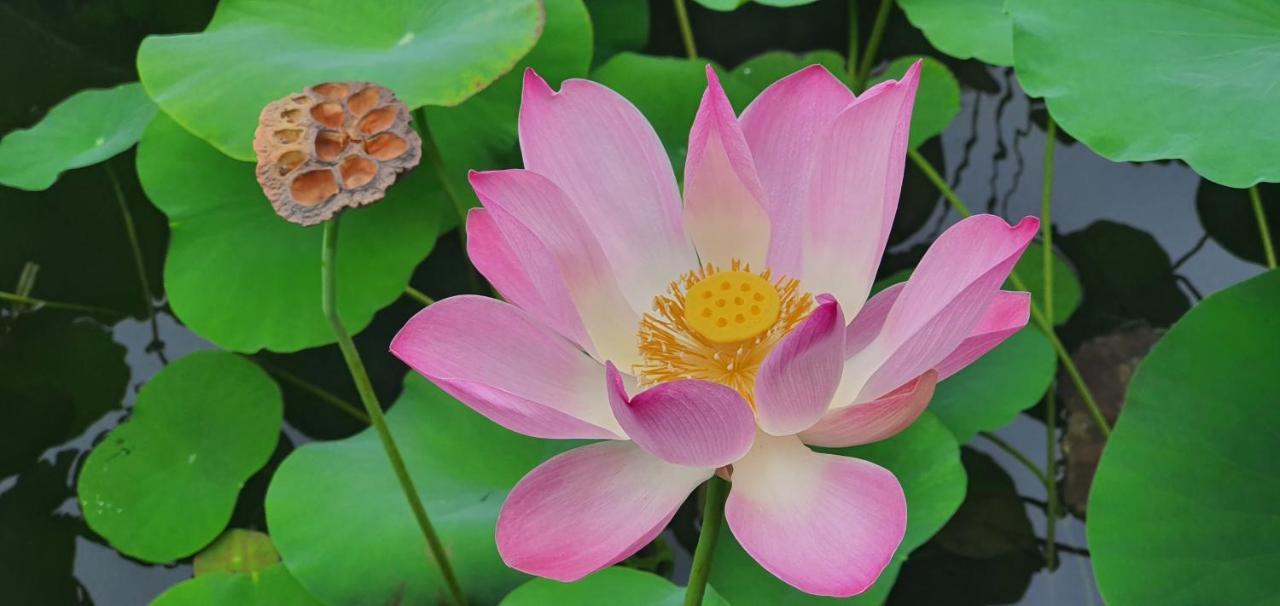 Lotus Bungalows Candidasa Eksteriør bilde